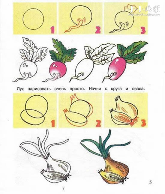 水萝卜生长过程简笔画图片