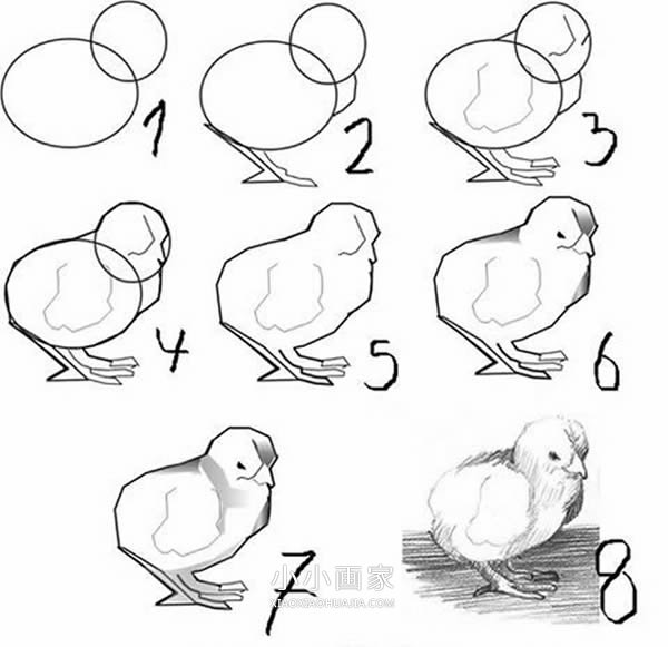 简笔画小鸡的画法步骤图片